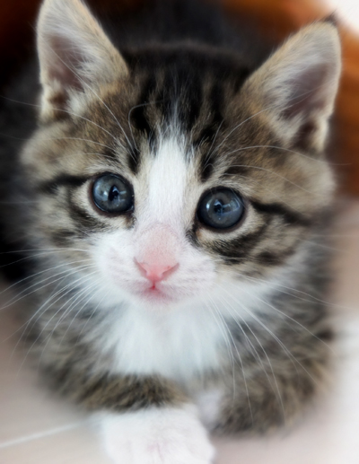 子猫.jpg